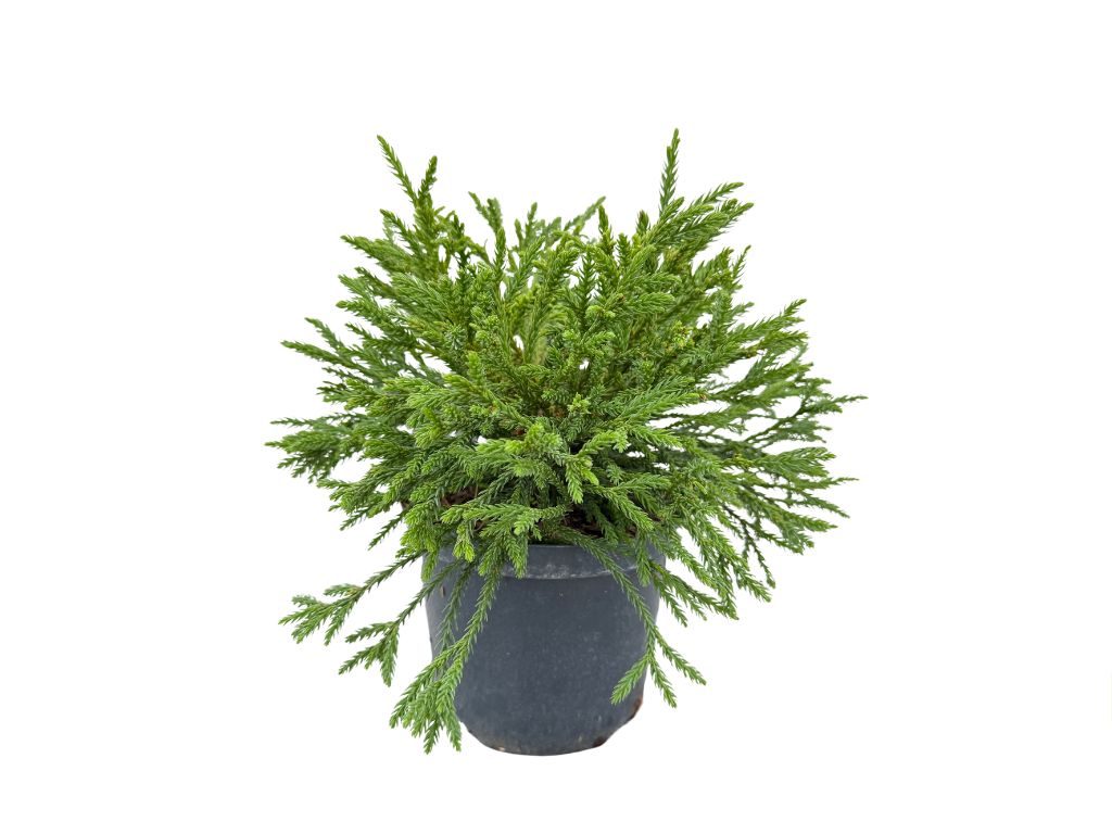 Okrasné kry Kryptoméria japonská Little Champion cca 20 cm(6)