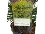 Okrasné kry Kryptoméria japonská Little Champion cca 20 cm(3)