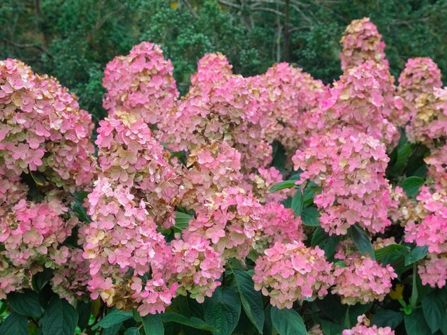 Okrasné kry Hortenzia metlinatá 'Pink Diamond'(1)