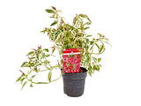 Okrasné kry Hortenzia pílovitá Euphoria Pink 25 35 cm(6)