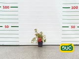 Okrasné kry Hortenzia pílovitá Euphoria Pink 25 35 cm(2)