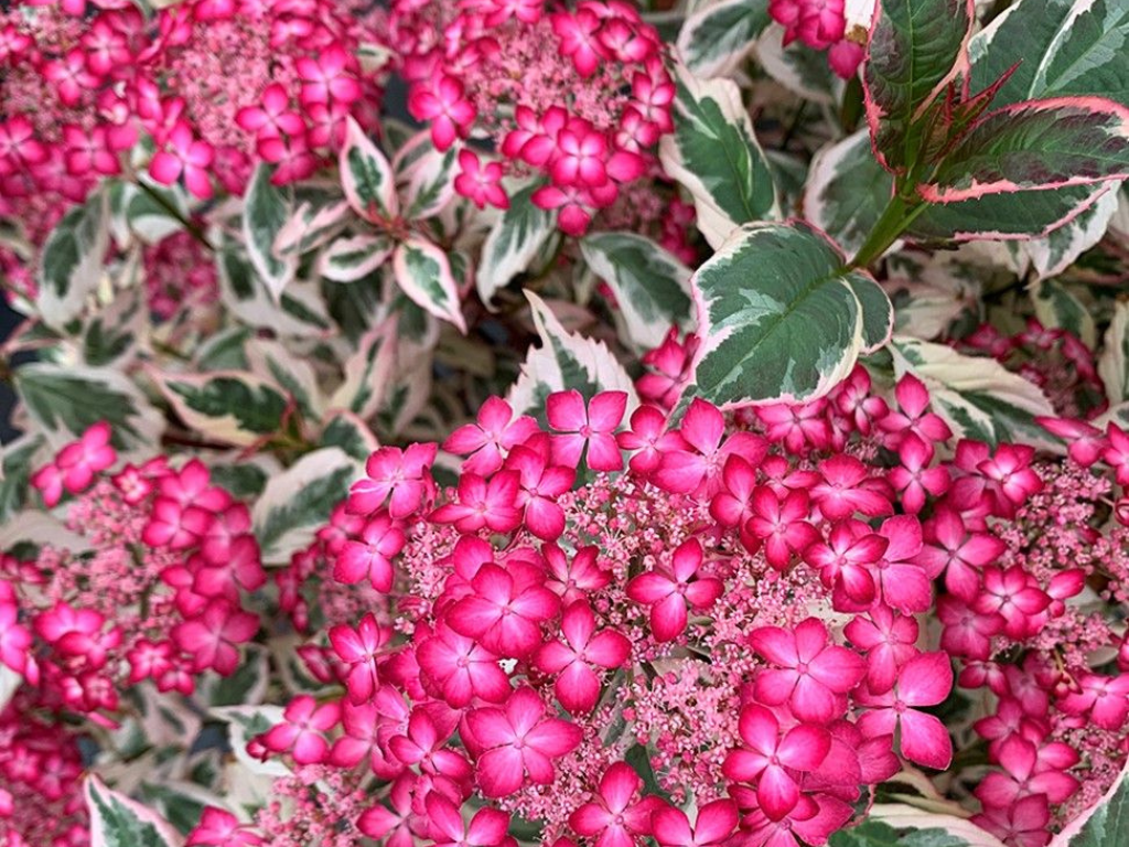 Okrasné kry Hortenzia pílovitá Euphoria Pink 25 35 cm(3)
