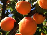 Ovocné stromy Marhuľa 'San Castrese'