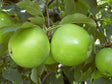 Ovocné stromy Jabloň Granny Smith
