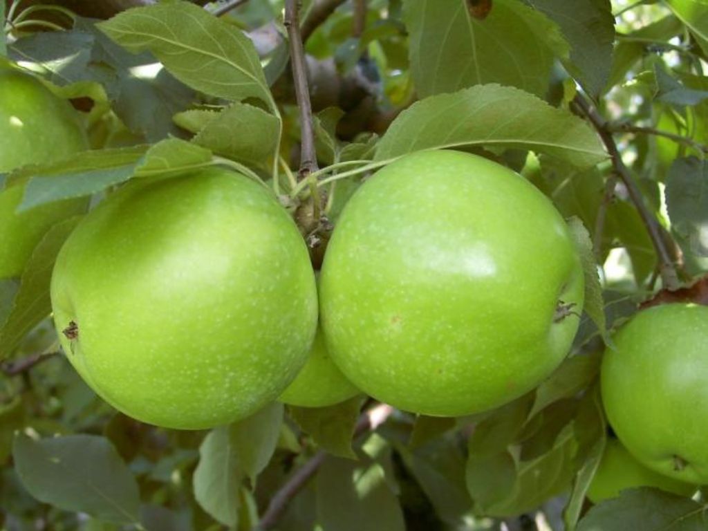 Ovocné stromy Jabloň Granny Smith