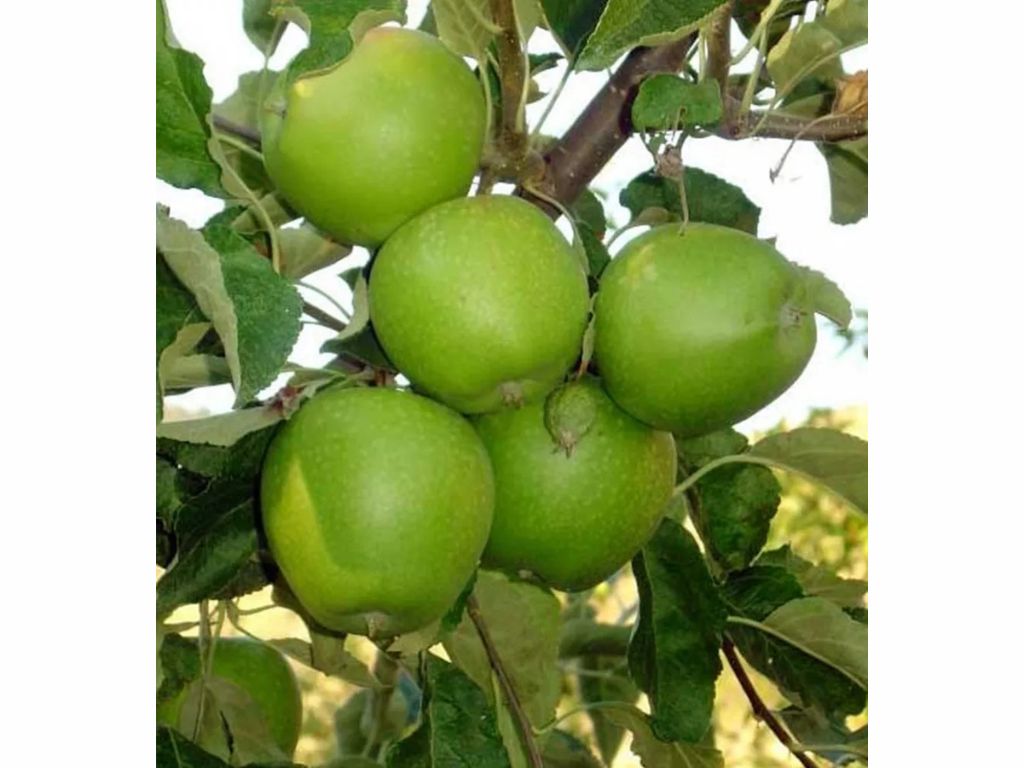 Ovocné stromy Jabloň Granny Smith(2)