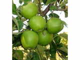 Ovocné stromy Jabloň Granny Smith(2)