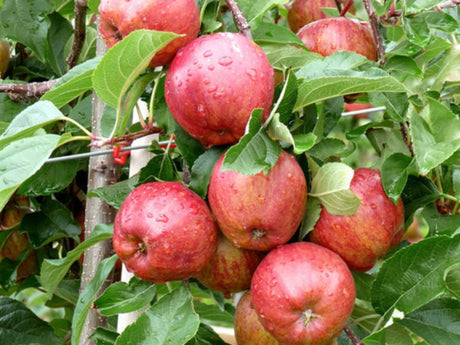 Ovocné stromy Jabloň 'Royal Gala'