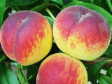 Broskvoň Dixired na kmínku 110-120 cm, výška 180-190 cm, květináč 10 l