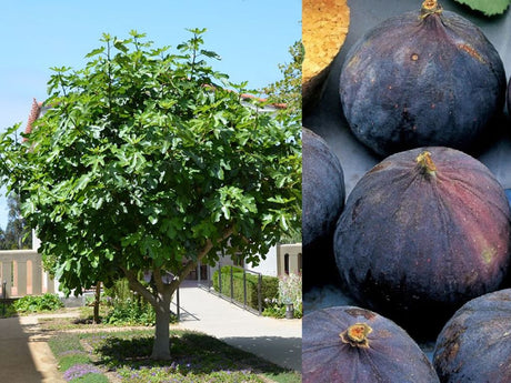 Figovník jedlý 'Brogiotto Nero'(4)