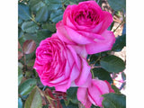 Popínavé rastliny Ruža popínavá Pierre De Ronsard Rosa(1)