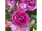 Popínavé rastliny Ruža popínavá Pierre De Ronsard Rosa(2)