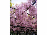 Popínavé rastliny Vistéria kvetnatá Rosea 150-200 cm(8)