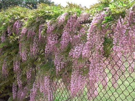 Popínavé rastliny Vistéria kvetnatá Rosea 150-200 cm(1)