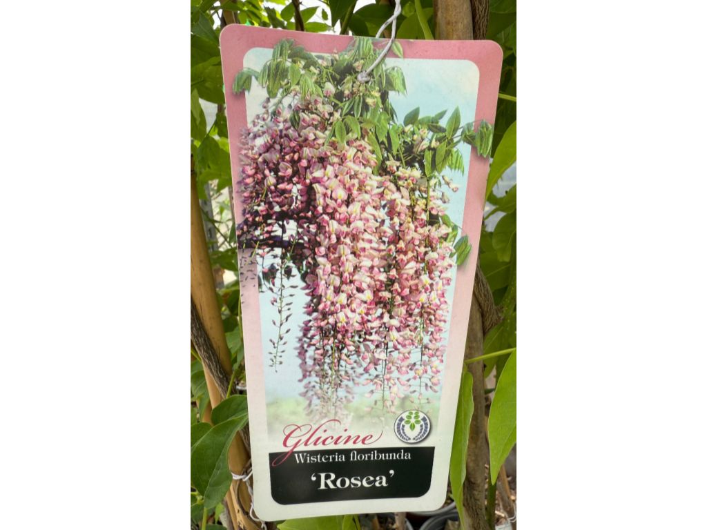 Popínavé rastliny Vistéria kvetnatá Rosea 150-200 cm(10)