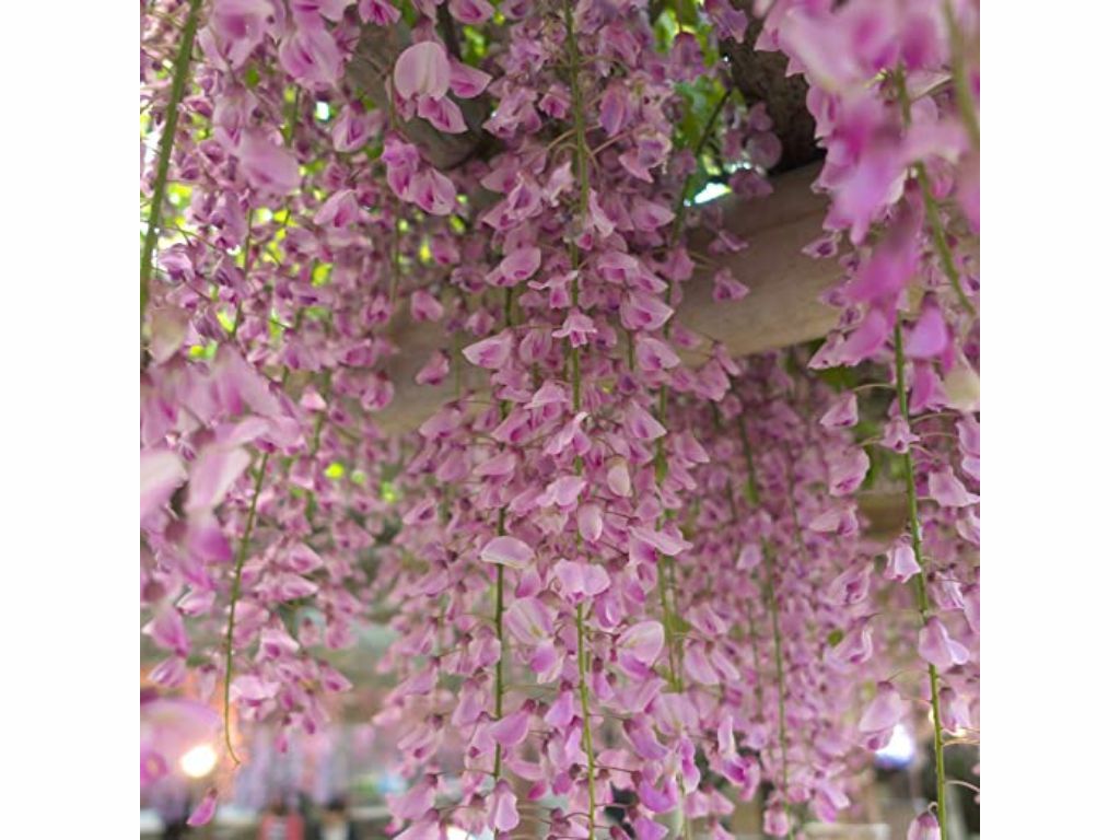 Popínavé rastliny Vistéria kvetnatá Rosea 150-200 cm(3)