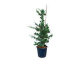 Okrasné stromy Céder himalájsky Blue Triumph 100 130 cm rozvetvený(5)