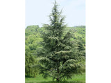 Okrasné stromy Céder himalájsky Robusta Glauca 120 140 cm rozvetvený(5)