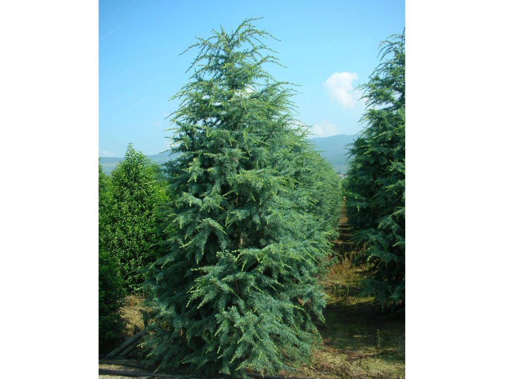 Okrasné stromy Céder himalájsky Robusta Glauca 120 140 cm rozvetvený(6)