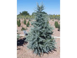 Okrasné stromy Céder himalájsky Robusta Glauca 120 140 cm rozvetvený(7)