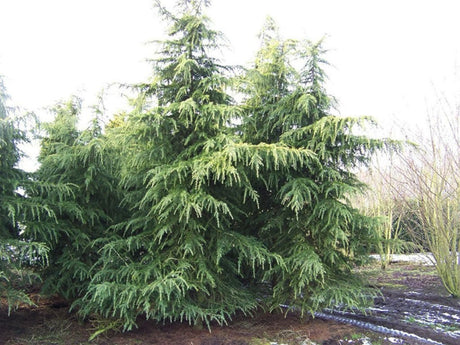 Okrasné stromy Céder himalájsky Robusta Glauca 120 140 cm rozvetvený(1)