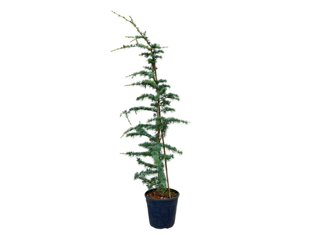 Okrasné stromy Céder himalájsky Robusta Glauca 120 140 cm rozvetvený(4)