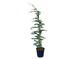 Okrasné stromy Céder himalájsky Robusta Glauca 120 140 cm rozvetvený(4)