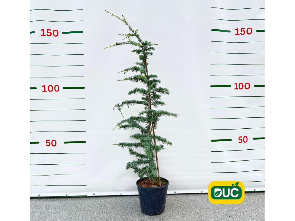 Okrasné stromy Céder himalájsky Robusta Glauca 120 140 cm rozvetvený(2)