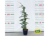 Okrasné stromy Céder himalájsky Robusta Glauca 120 140 cm rozvetvený(2)