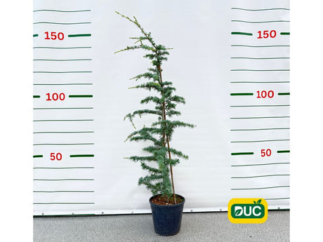 Okrasné stromy Céder himalájsky Robusta Glauca 120 140 cm rozvetvený(2)