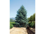 Okrasné stromy Céder himalájsky Robusta Glauca 120 140 cm rozvetvený(3)