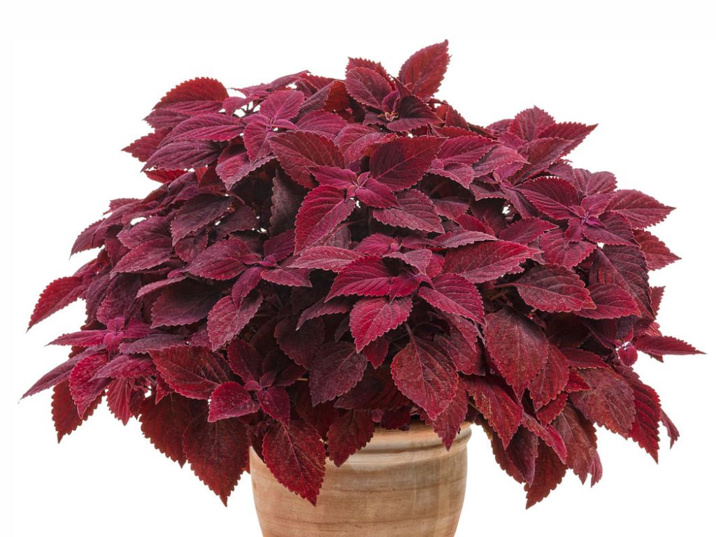 Koleus Rediculous - Coleus, kont. 0,5 l