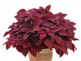 Koleus Rediculous - Coleus, kont. 0,5 l