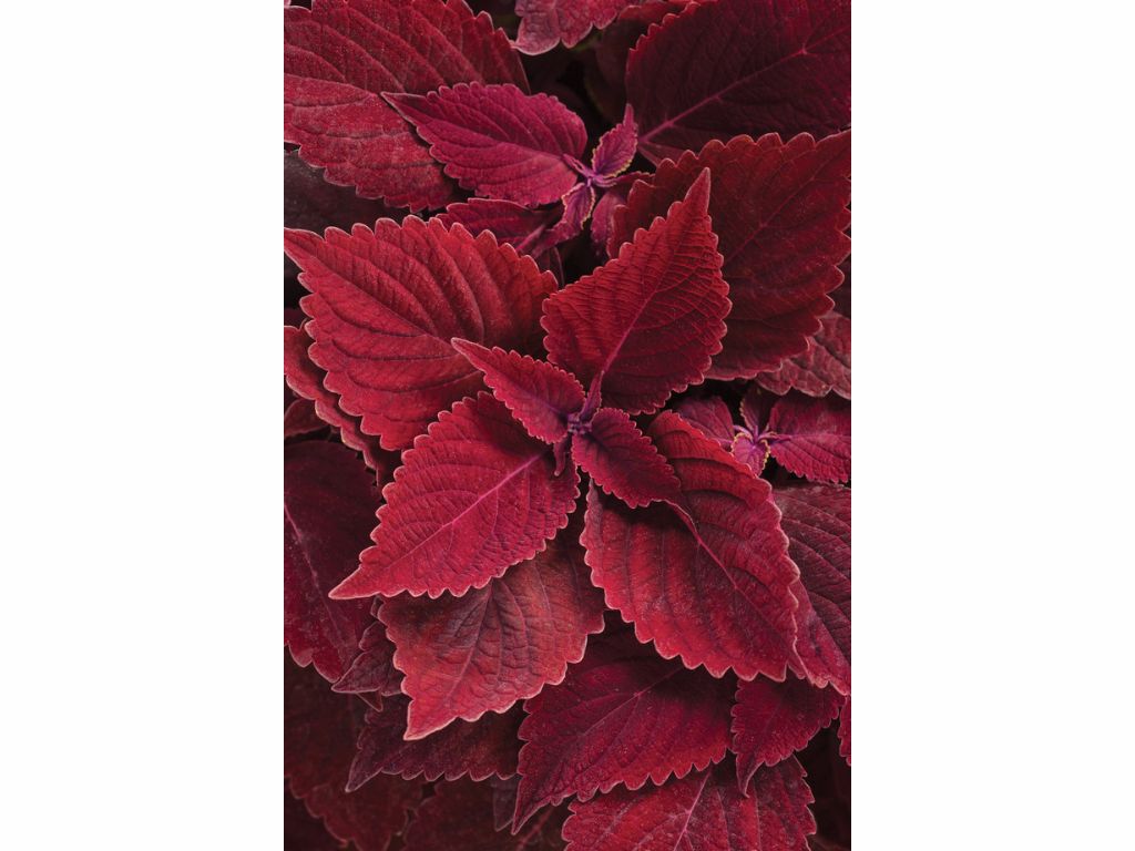 Koleus Rediculous - Coleus, kont. 0,5 l