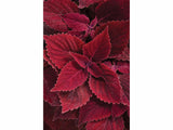 Koleus Rediculous - Coleus, kont. 0,5 l
