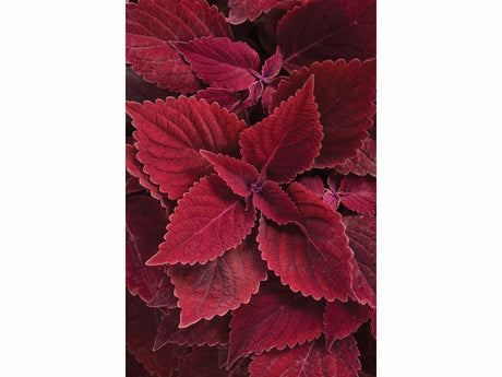 Koleus Rediculous - Coleus, kont. 0,5 l