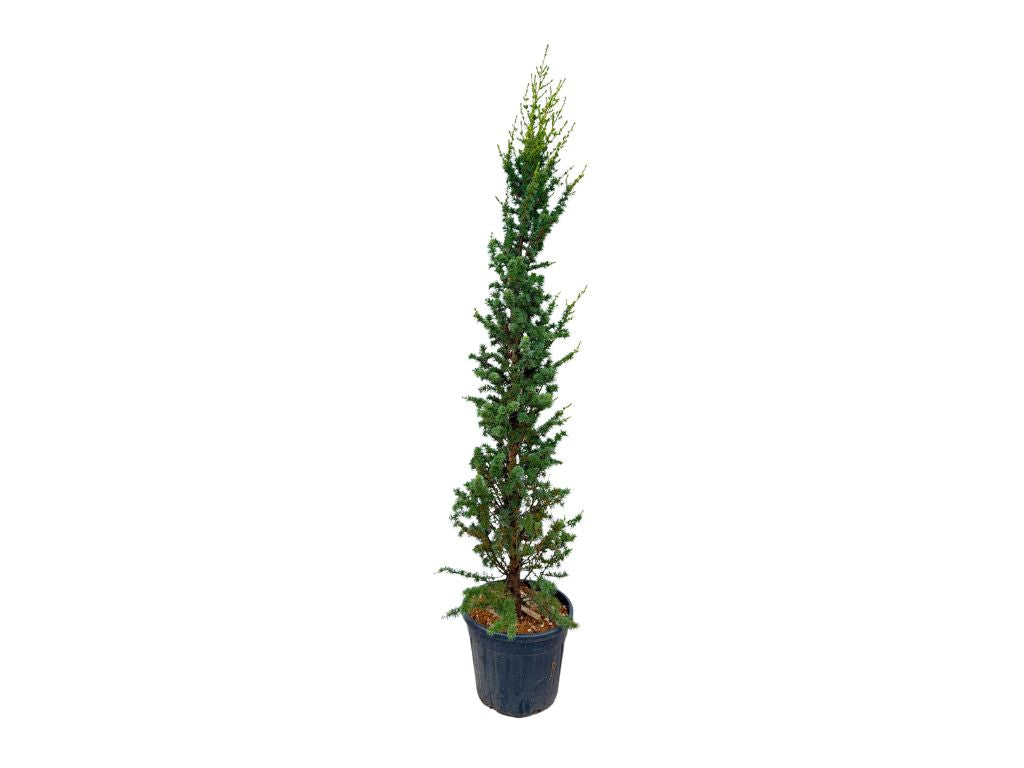 Okrasné stromy Céder libanonský Fastigiata 180 200 cm rozvetvený(4)