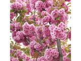 Třešeň okrasná Kanzan na kmínku 110-130 cm, výška 170-220 cm, květináč 18 l