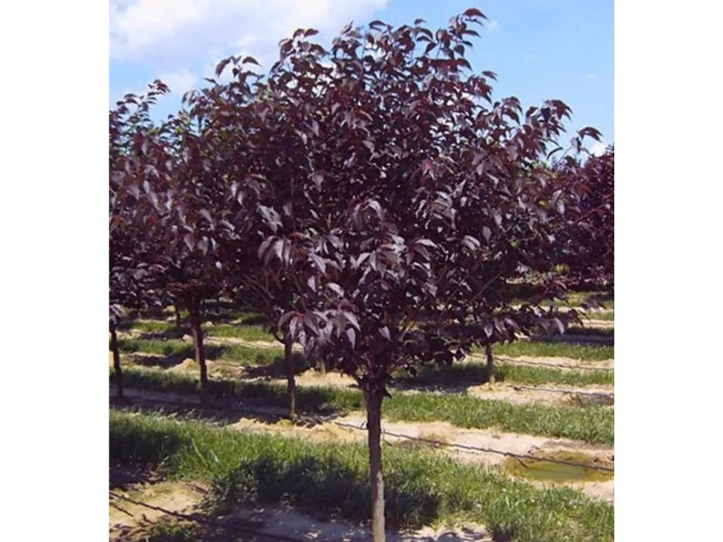 Třešeň okrasná Royal Burgundy na kmínku 170-180 cm, výška 230-260 cm, květináč 20 l