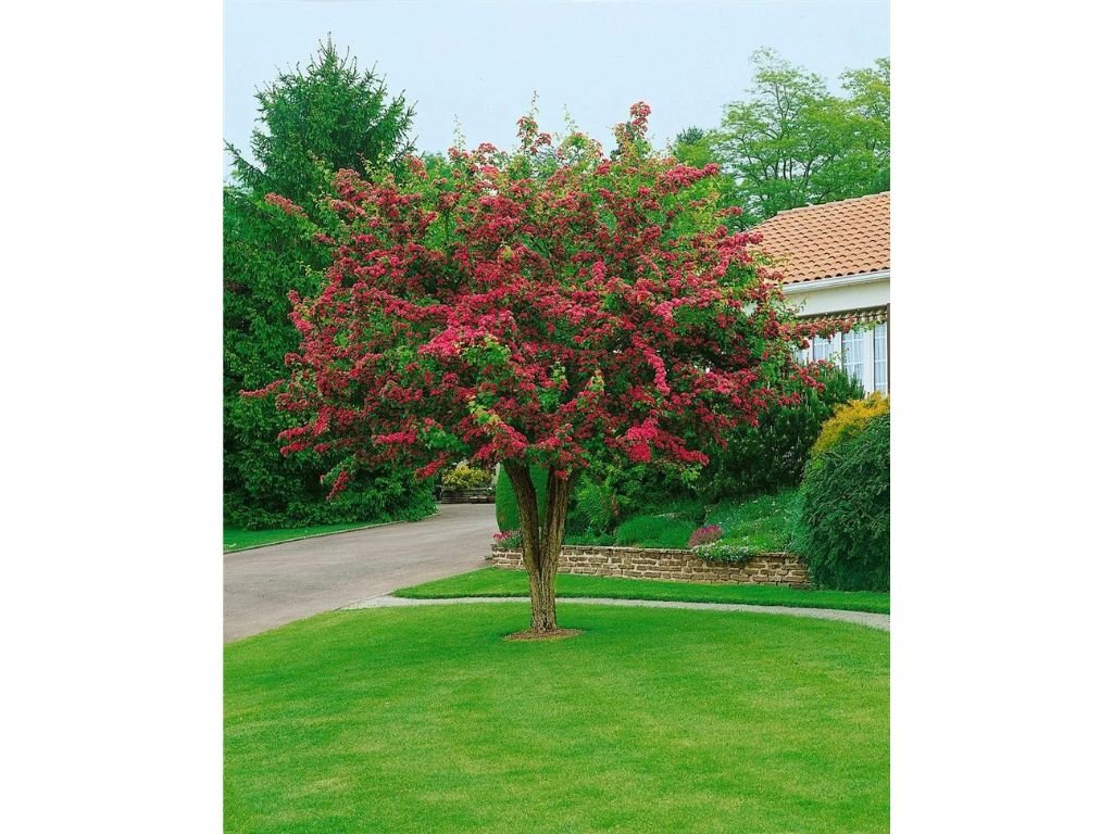 Hloh obecný Pauls Scarlet na kmínku 170cm, výška 250-300 cm, květináč 25 l