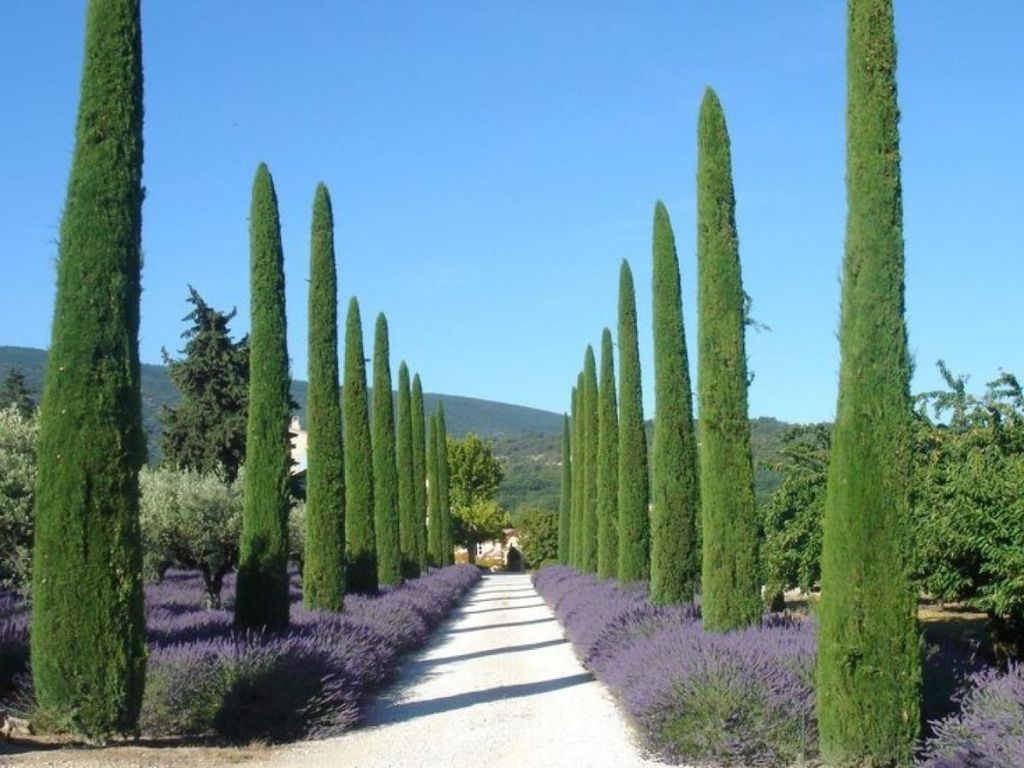 Cyprus vždyzelený Pyramidalis (4)