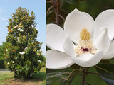 Magnólia veľkokvetá ‘Ferruginea’