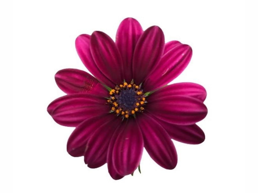 Letničky a balkónové kvety Africká sedmokráska Purple(1)