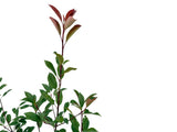 Okrasné kry Červienka fraserová RED ROBIN 70 100 cm(8)