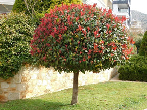 Dreviny na kmienku Červienka Fraserova Red Robin na 80 90 cm kmienku(1)