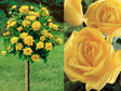 Ruža stromčeková Golden Perfumella