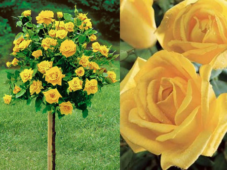 Ruža stromčeková Golden Perfumella