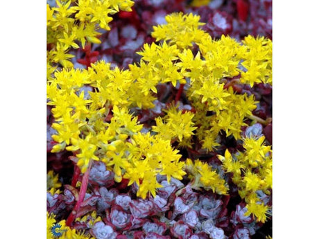 Rozchodník skalní Purpureum, květináč 9 cm
