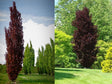 Okrasné stromy Buk lesný Dawyck Purple 70 90 cm(1)