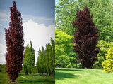 Okrasné stromy Buk lesný Dawyck Purple 70 90 cm(1)